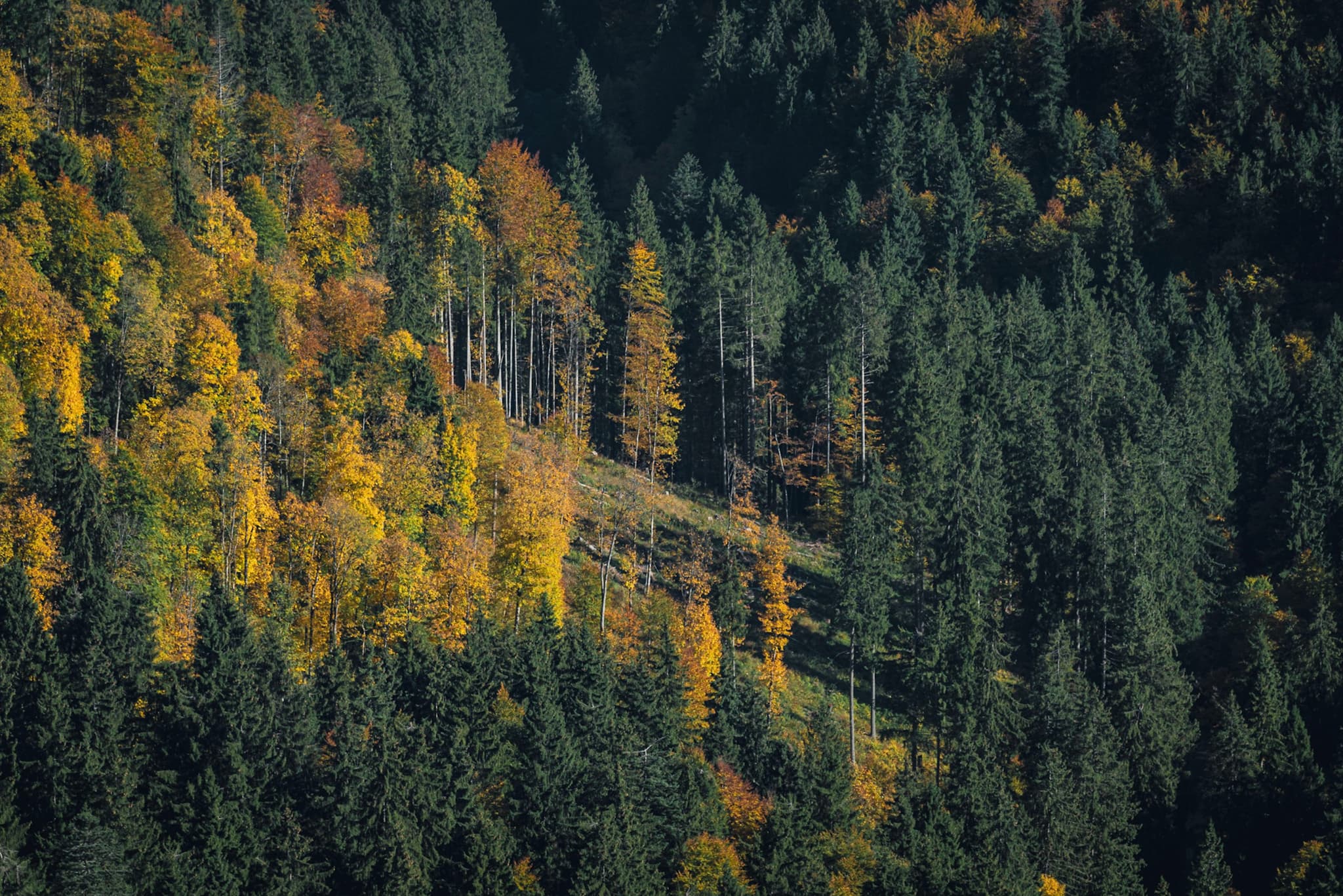 Dense conifer forest with scattered yellow autumn trees on a sunlit hillside