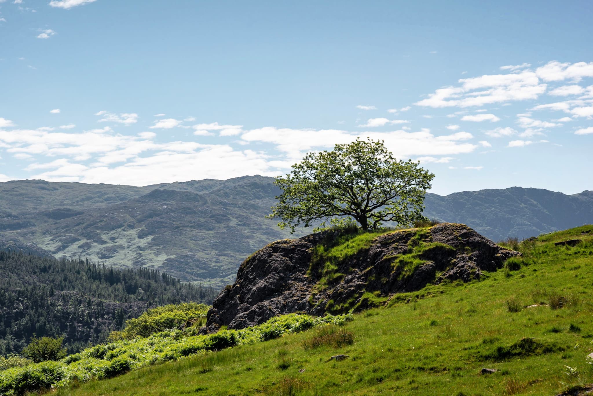 A solitary tree stands atop a rocky hill, surrounded by lush green grass, with rolling hills and a clear blue sky in the background