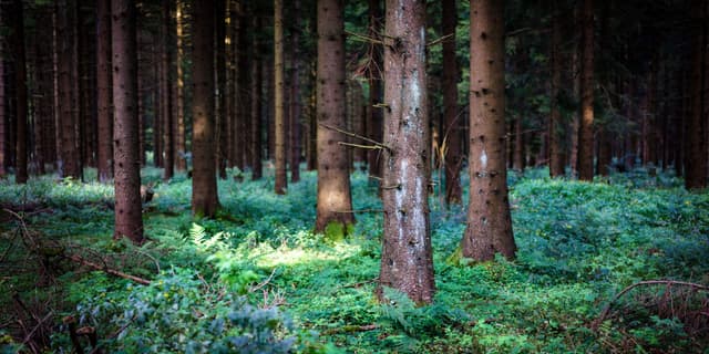 A dense forest with tall trees and a lush green undergrowth, illuminated by soft, dappled sunlight