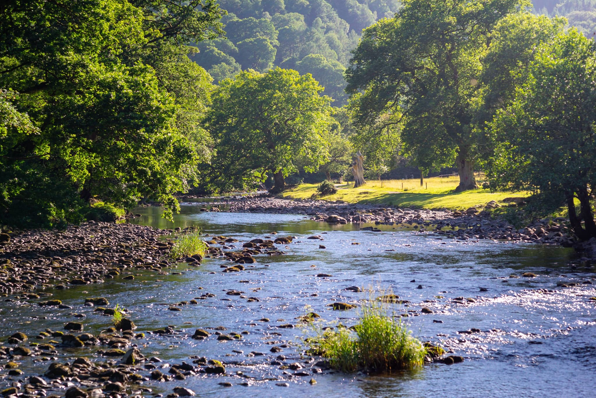 A serene river flows through a lush, green forest with sunlight filtering through the trees, casting dappled light on the water and rocks