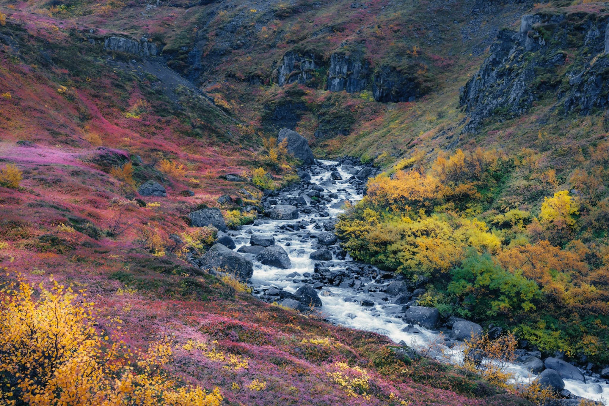 Mountain ravine with a rocky river winding through vivid autumn foliage in shades of red, yellow, and orange