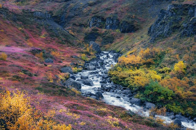 Mountain ravine with a rocky river winding through vivid autumn foliage in shades of red, yellow, and orange