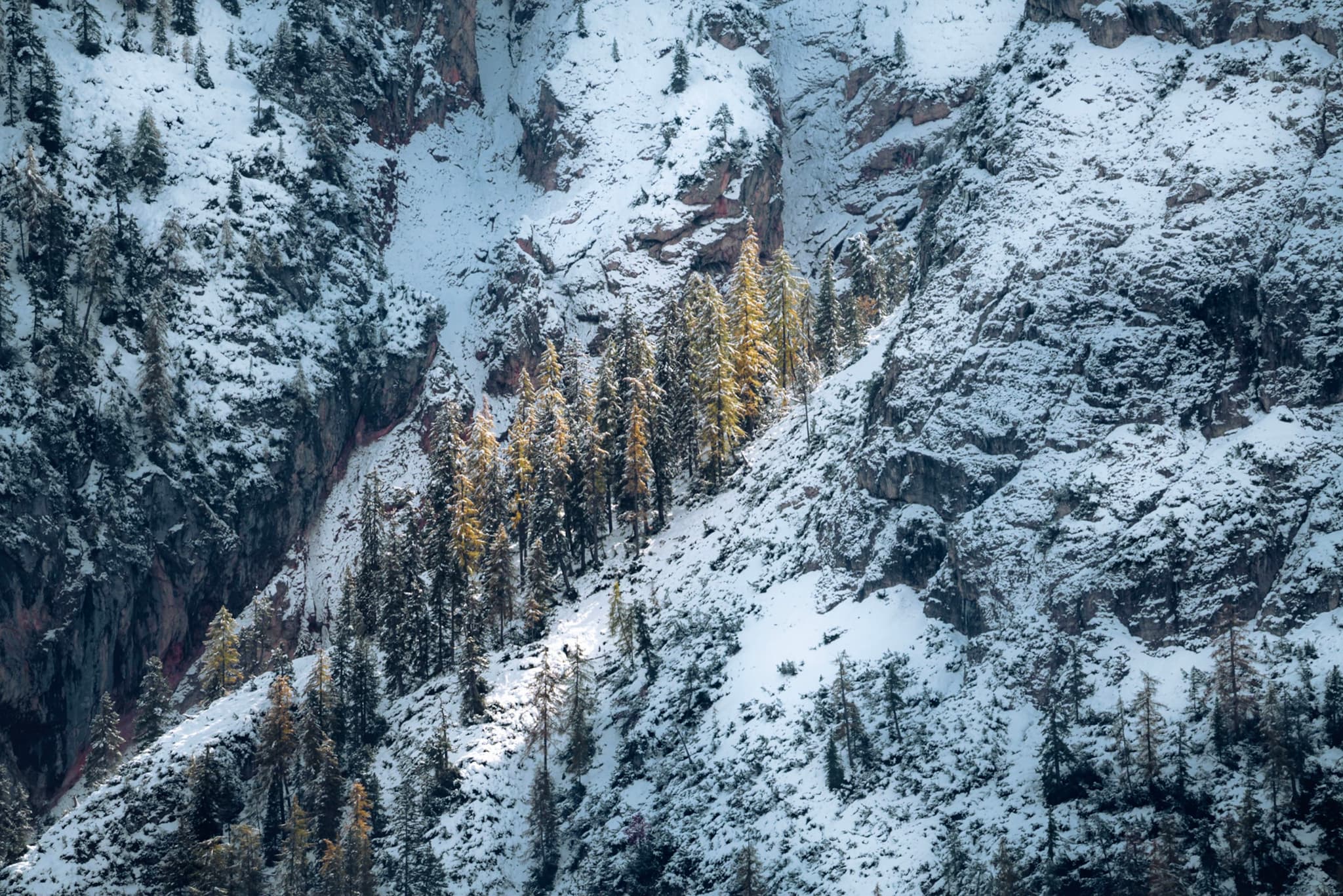 Sunlit evergreen trees clustered on a rugged, snow-covered mountain slope