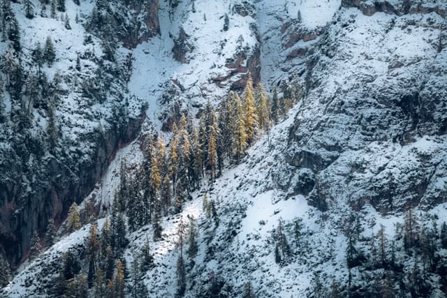 Sunlit evergreen trees clustered on a rugged, snow-covered mountain slope