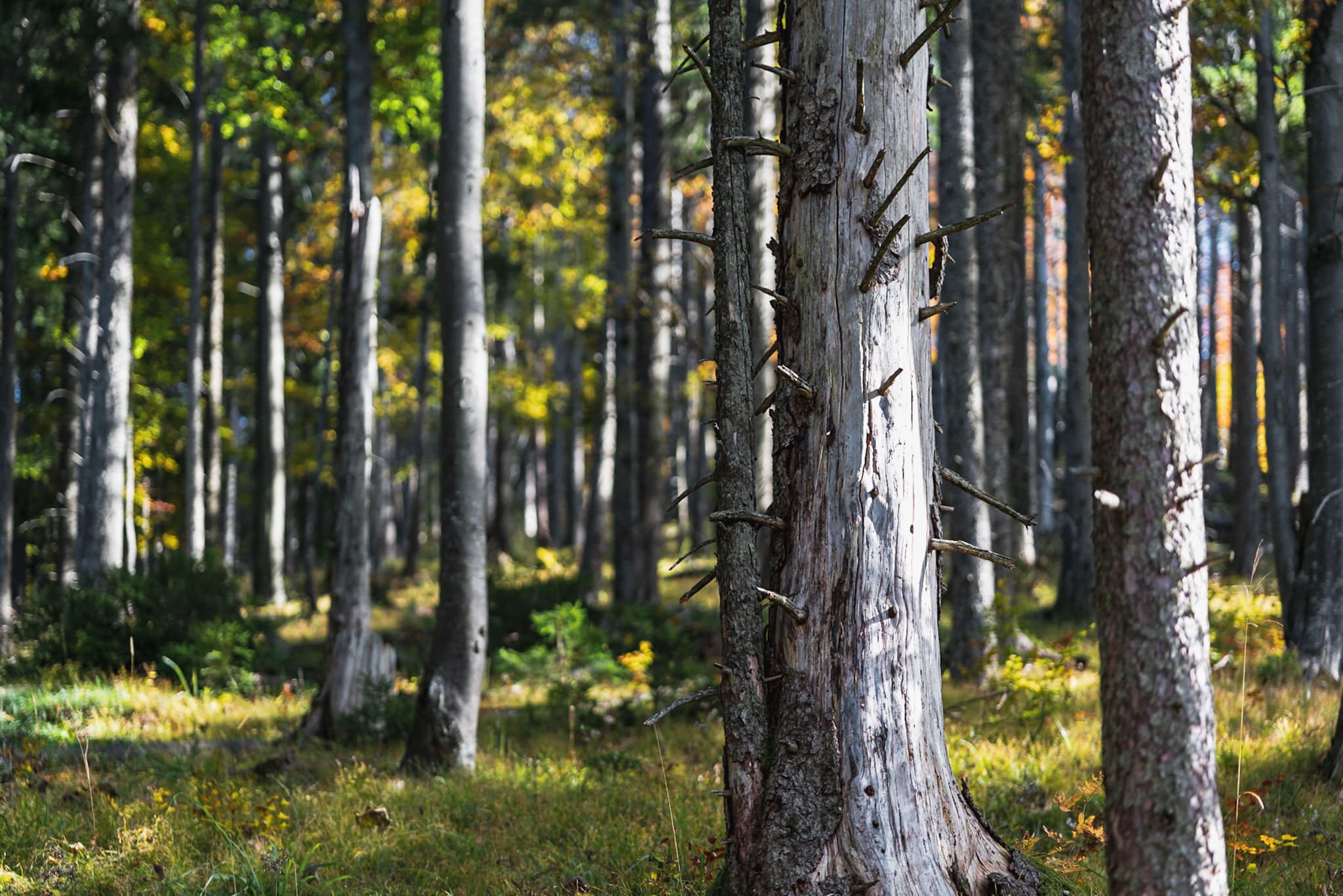 Tall, slender tree trunks rising from a sunlit forest floor covered in grass and scattered undergrowth, with dappled light filtering through the canopy