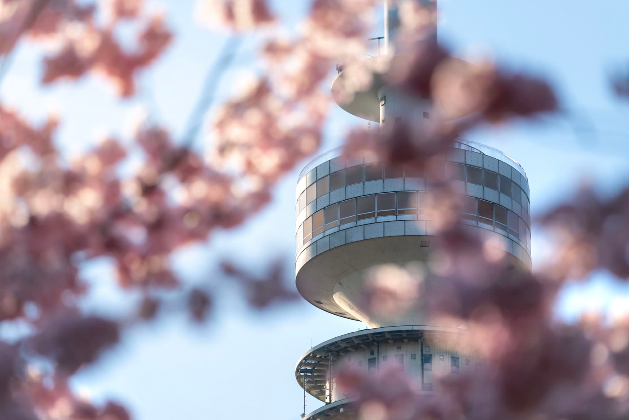 modern circular tower rising behind soft-focus cherry blossom branches in spring light