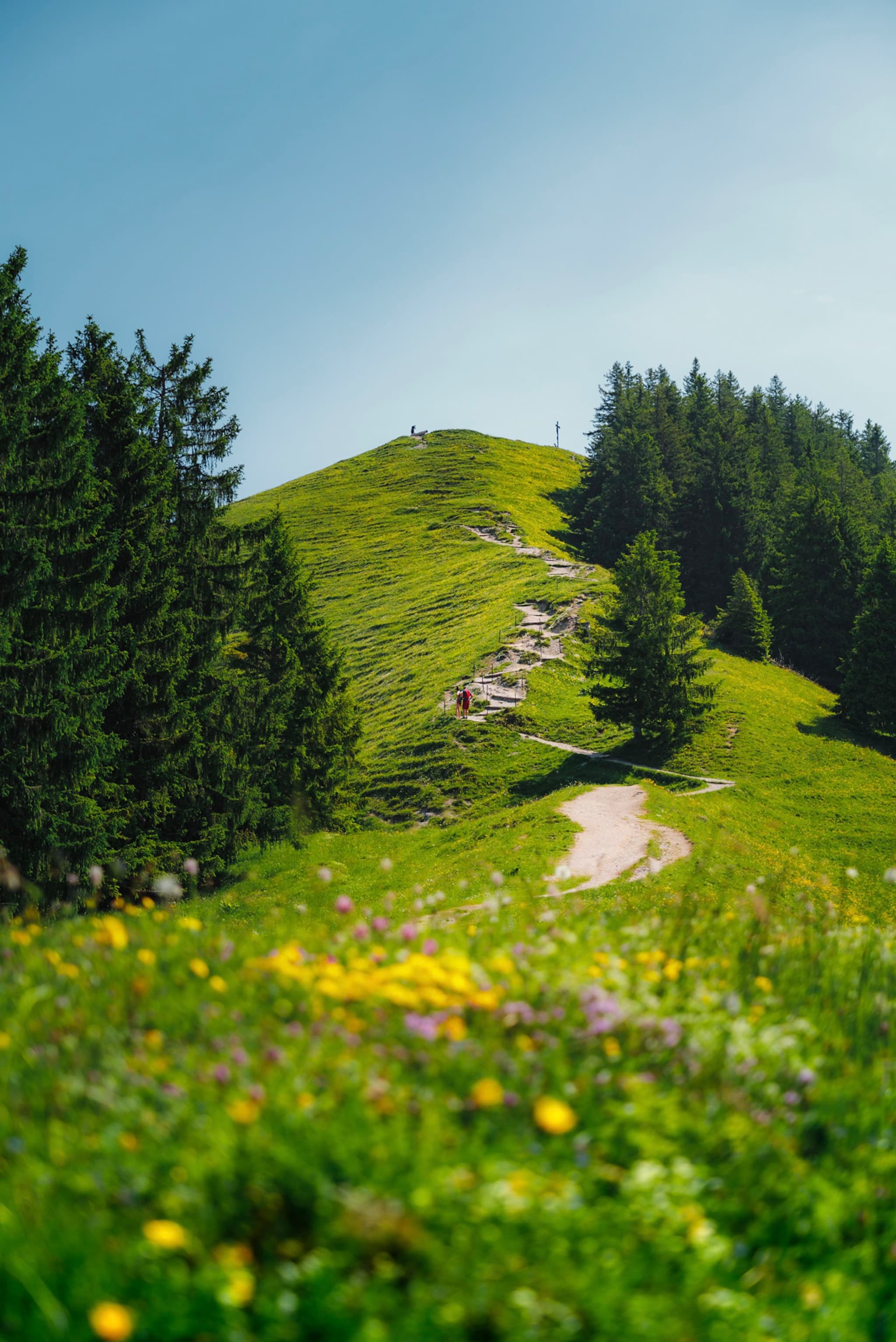 winding dirt trail leading up a green hillside through wildflowers and evergreen trees under a clear blue sky