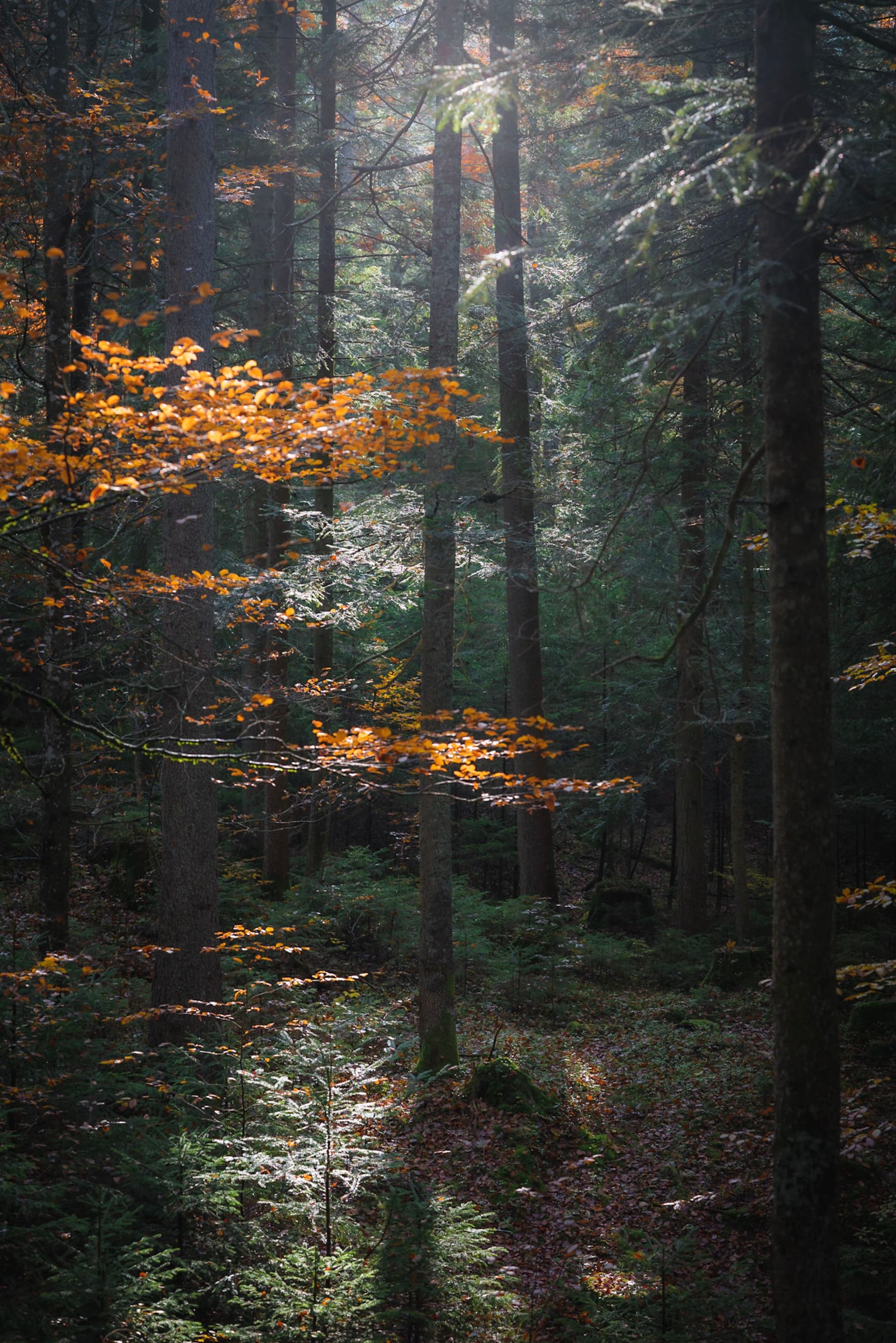 Sunlight filtering through tall forest trees onto a narrow, mossy path with golden leaves catching the light