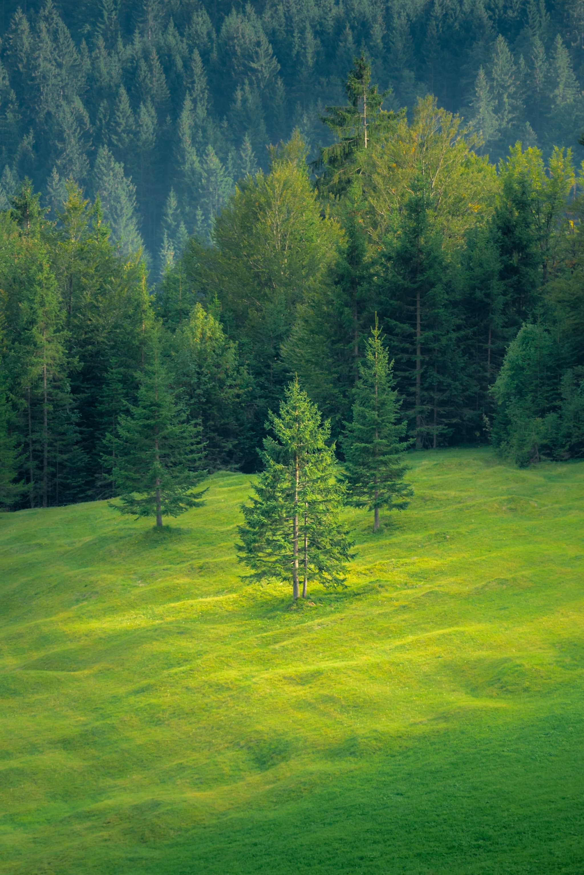 A lush green meadow with scattered trees, bordered by a dense forest in the background