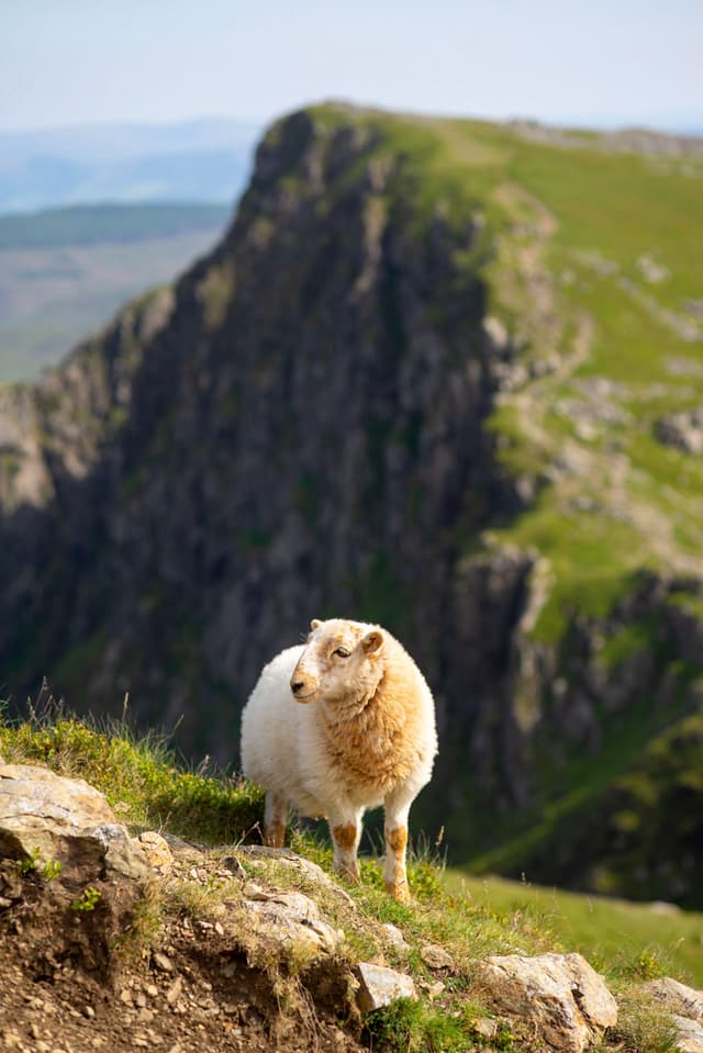 A lone sheep standing on a grassy rocky slope with a steep green cliff rising in the background