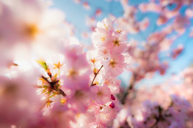 Close-up of delicate pink cherry blossoms in full bloom against a bright blue sky, with a soft, dreamy background bokeh
