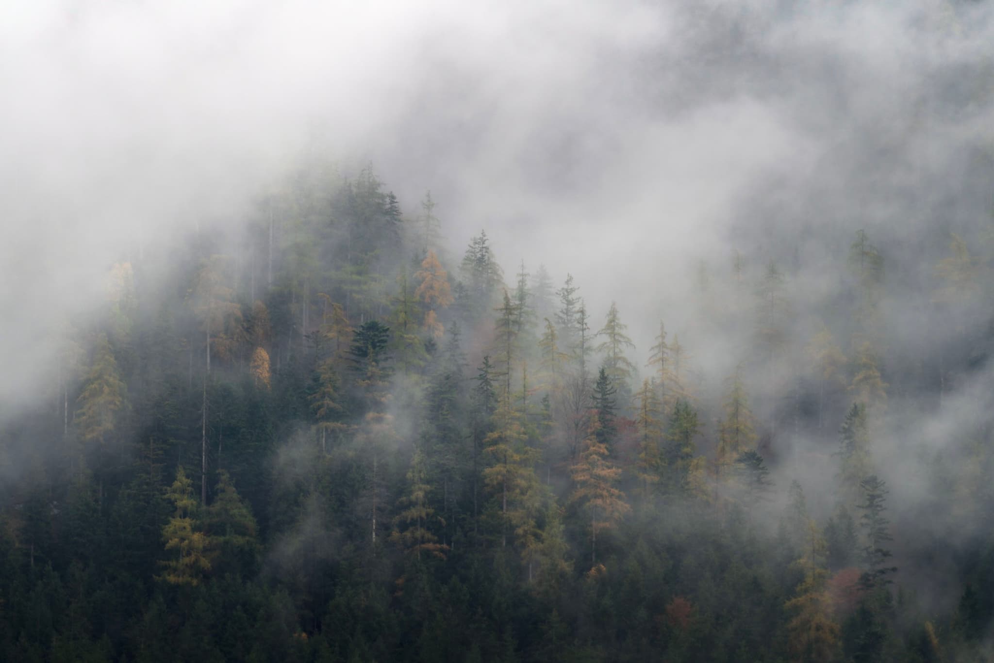 A misty forest with tall trees partially obscured by fog