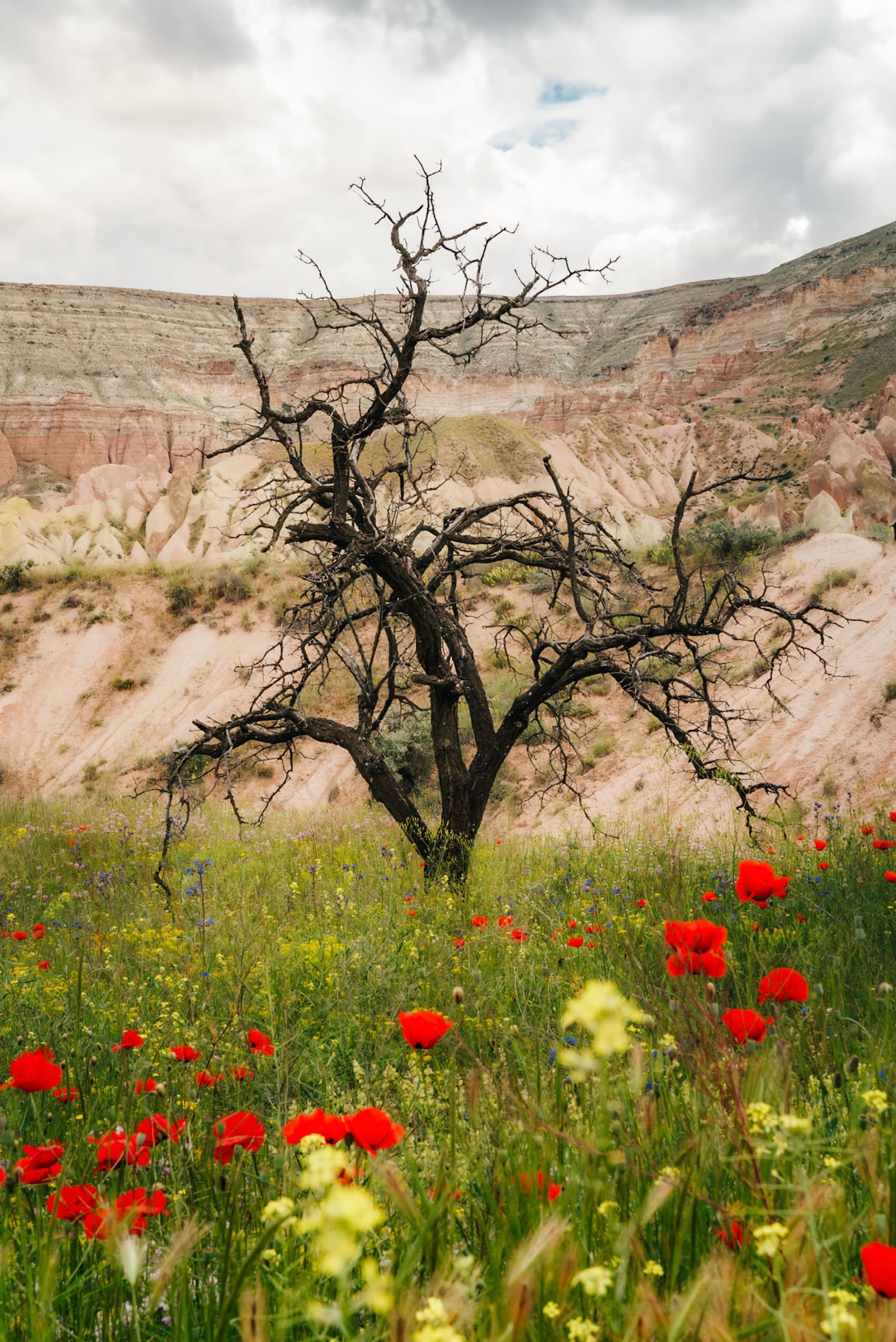 A barren tree stands in a field of vibrant wildflowers, with a backdrop of rocky hills under a cloudy sky