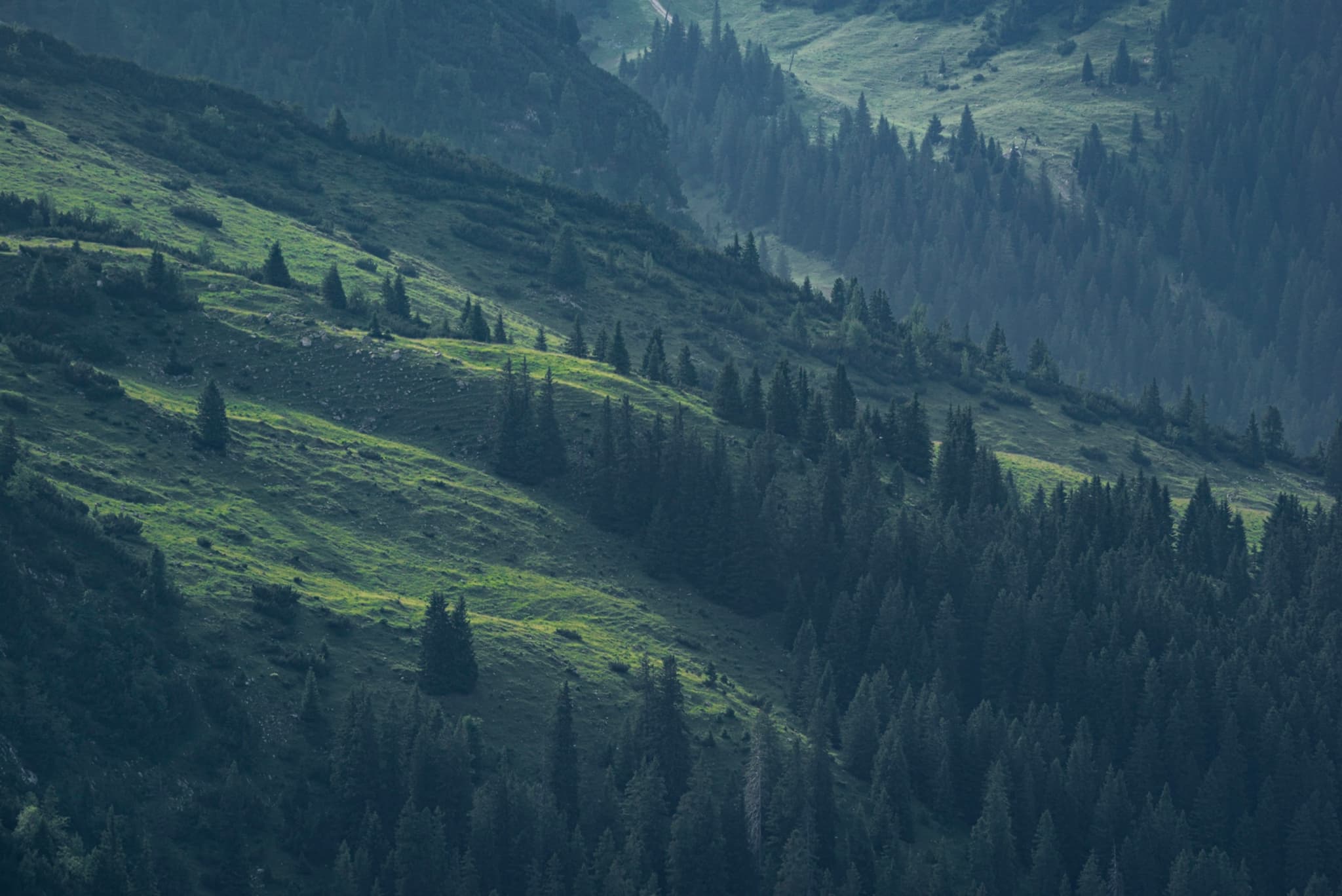 Sunlit green slopes layered with dense evergreen trees on a misty hillside