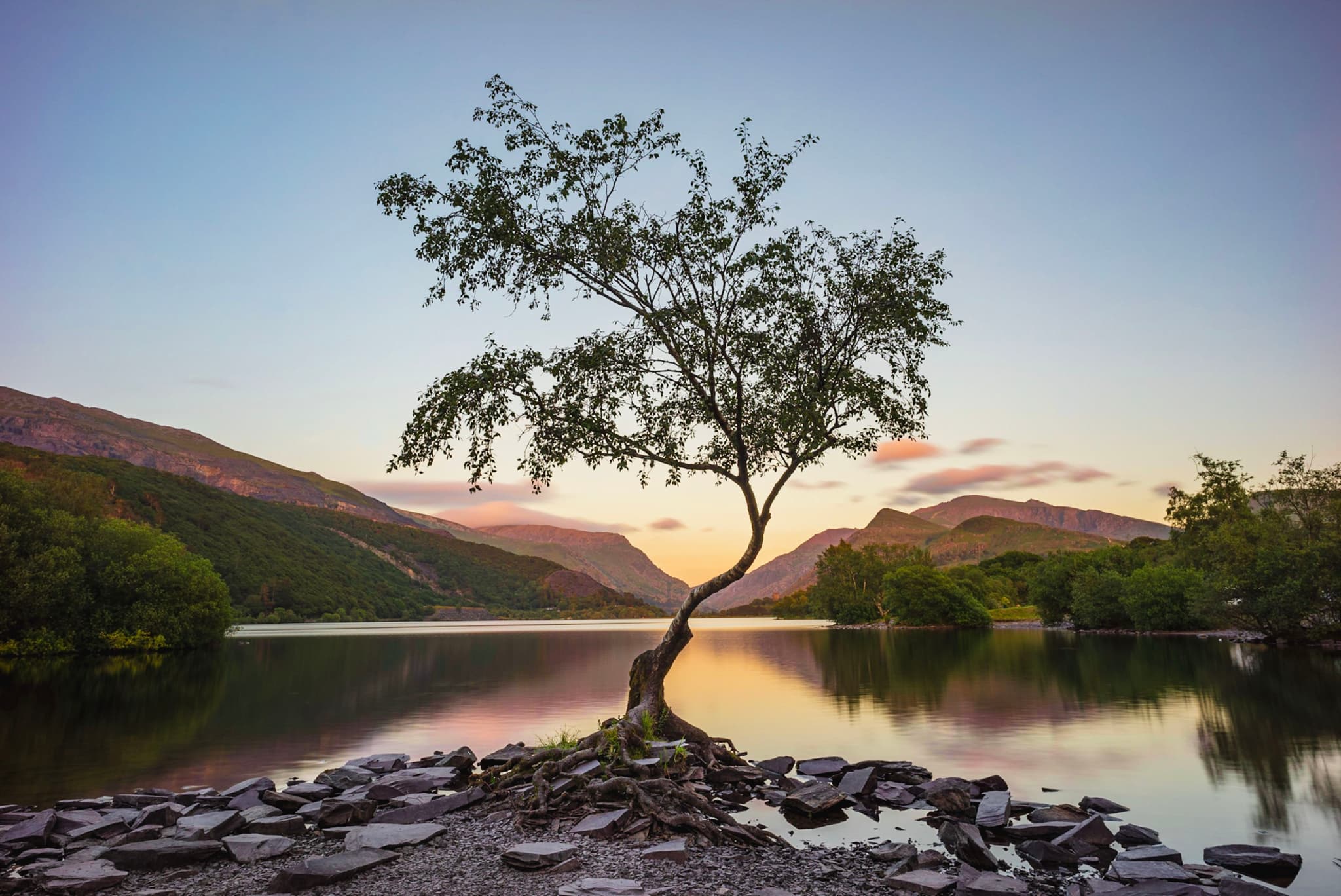 Lone tree on rocky lakeshore reflecting in calm water at sunset between distant mountains