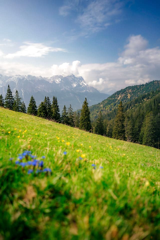 A lush green meadow with wildflowers in the foreground, sloping down towards a forest of evergreen trees, with snow-capped mountains and a partly cloudy sky in the background