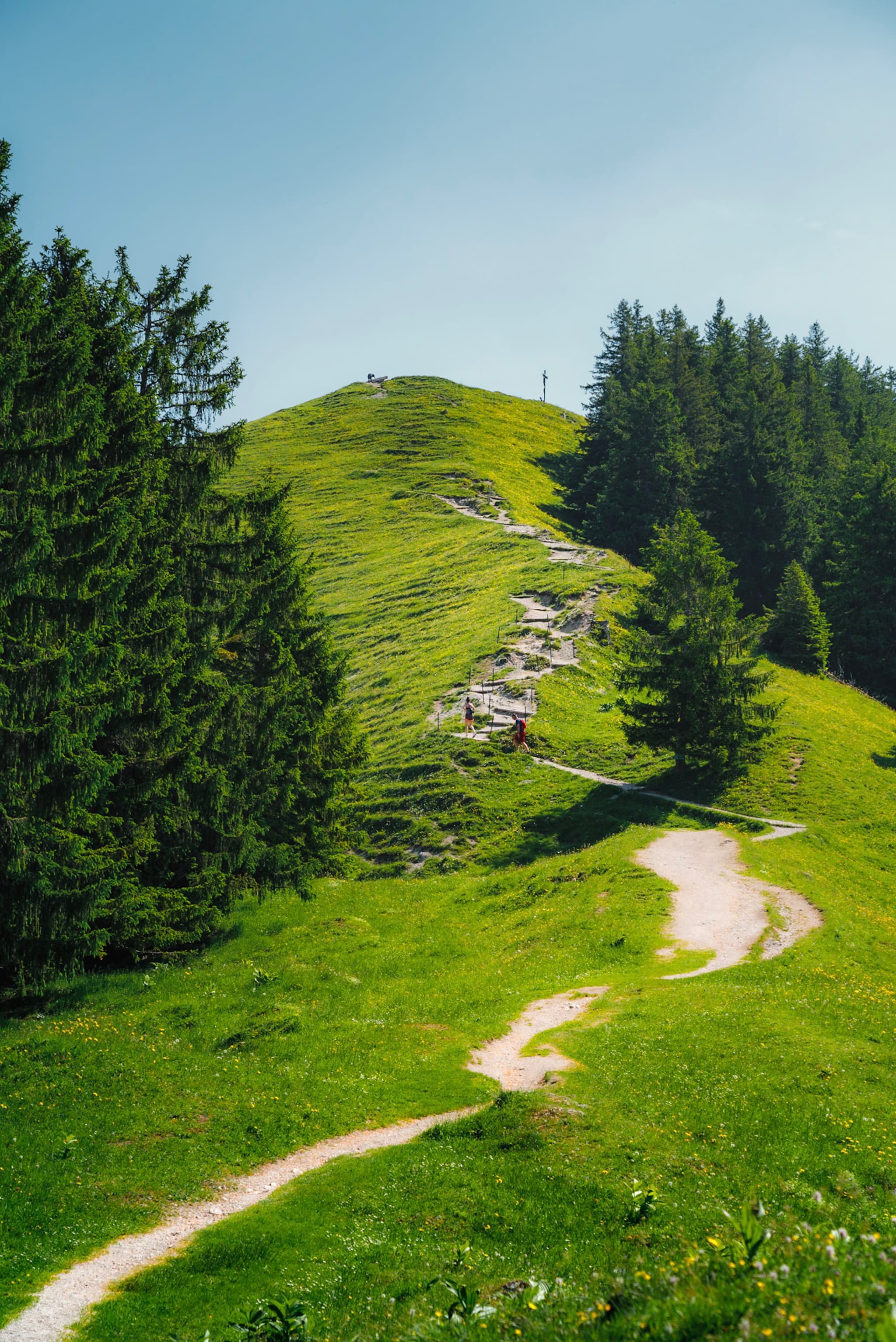 Curving dirt path leading up a grassy green hill bordered by dense evergreen trees under a clear blue sky