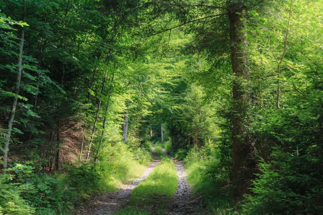 sunlit dirt path winding through dense green forest with overhanging trees forming a leafy tunnel
