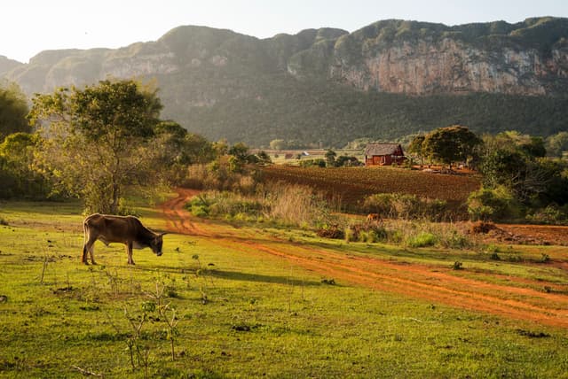 Cow grazing on a green pasture beside a red dirt road with distant farmhouse and sunlit mountains in the background