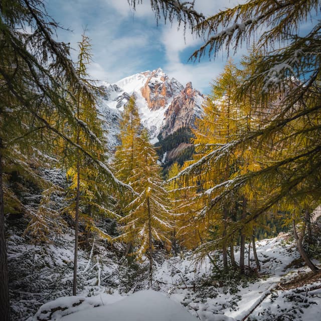 Snow-dusted conifer forest framing a rugged sunlit mountain peak under a partly cloudy sky