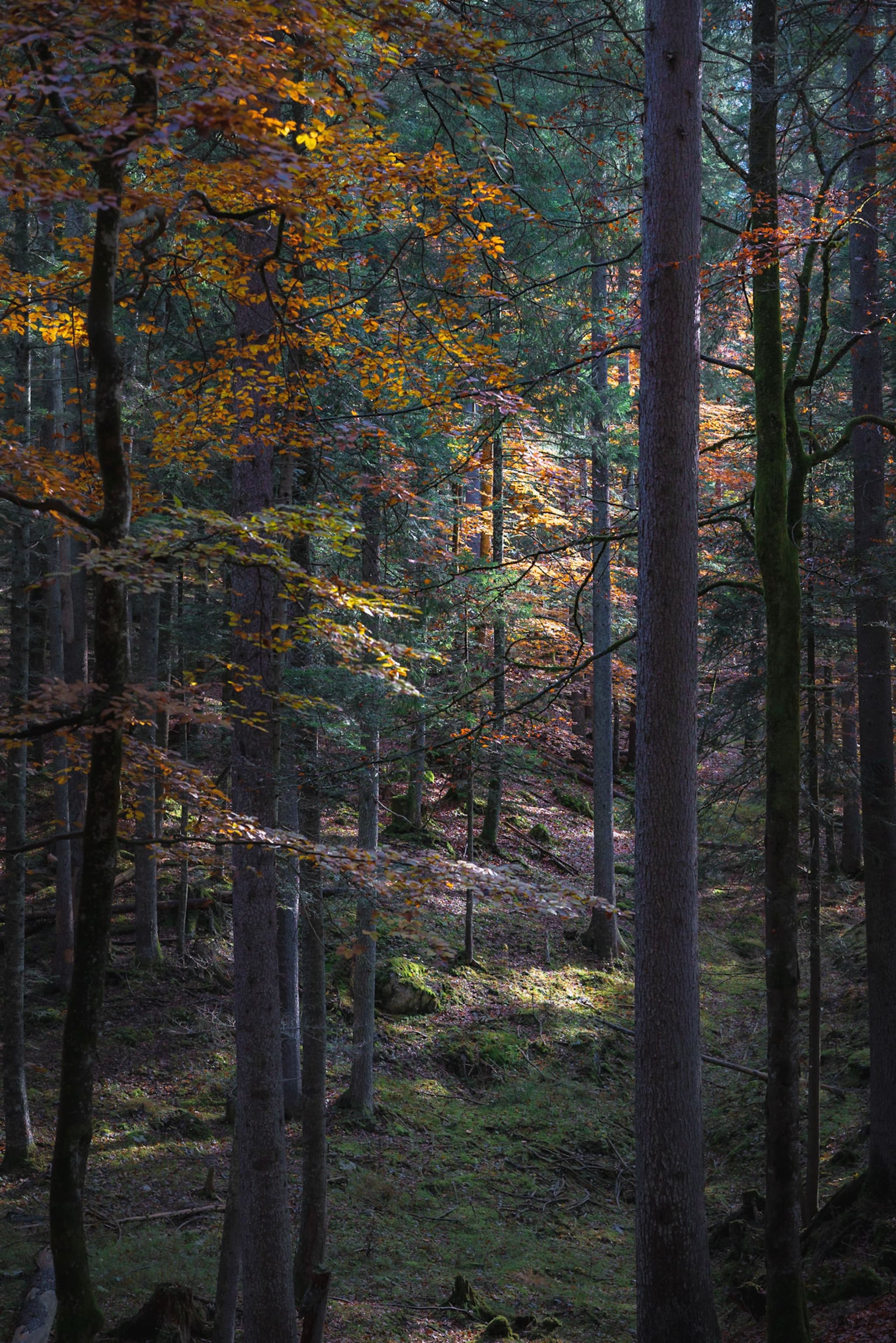 A serene forest scene with tall trees, dappled sunlight filtering through autumn leaves, and a mossy forest floor