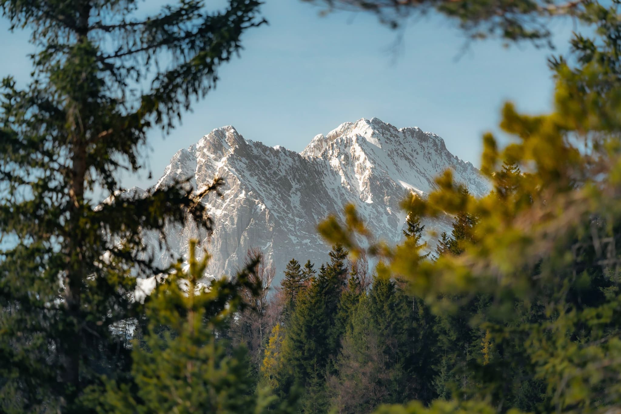 Snow-covered mountain peaks framed by evergreen trees in the foreground under a clear blue sky