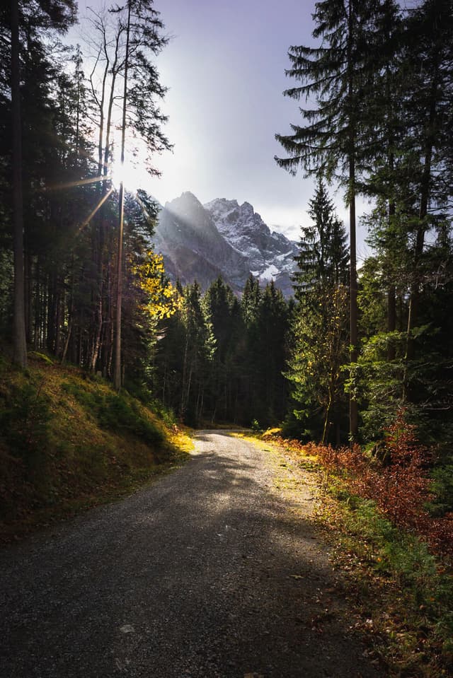 A sunlit forest path leads towards snow-capped mountains, surrounded by tall trees and dappled with sunlight