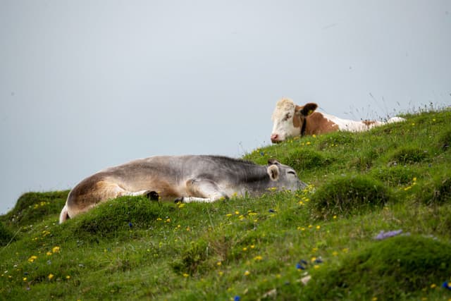 Two cows resting on a grassy hillside with wildflowers under a pale sky