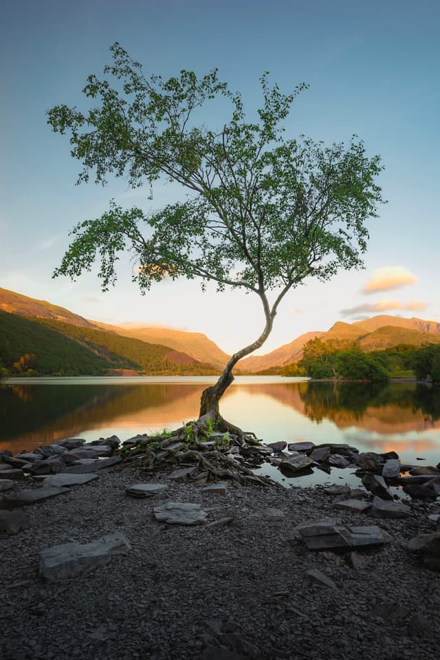 Single curved tree growing from rocky shore beside calm reflective lake at sunrise with distant hills in warm light
