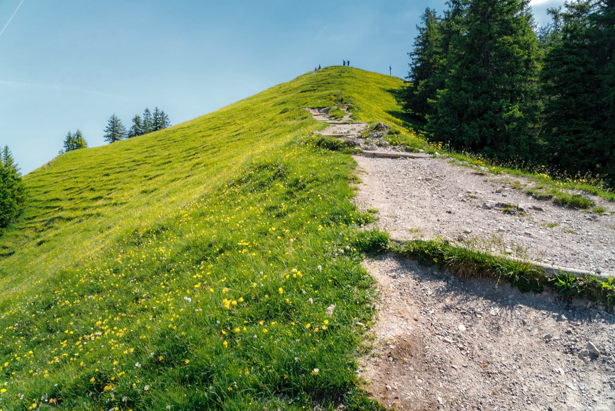 Rocky footpath winding up a grassy hillside dotted with yellow wildflowers beside a line of evergreen trees under a clear blue sky