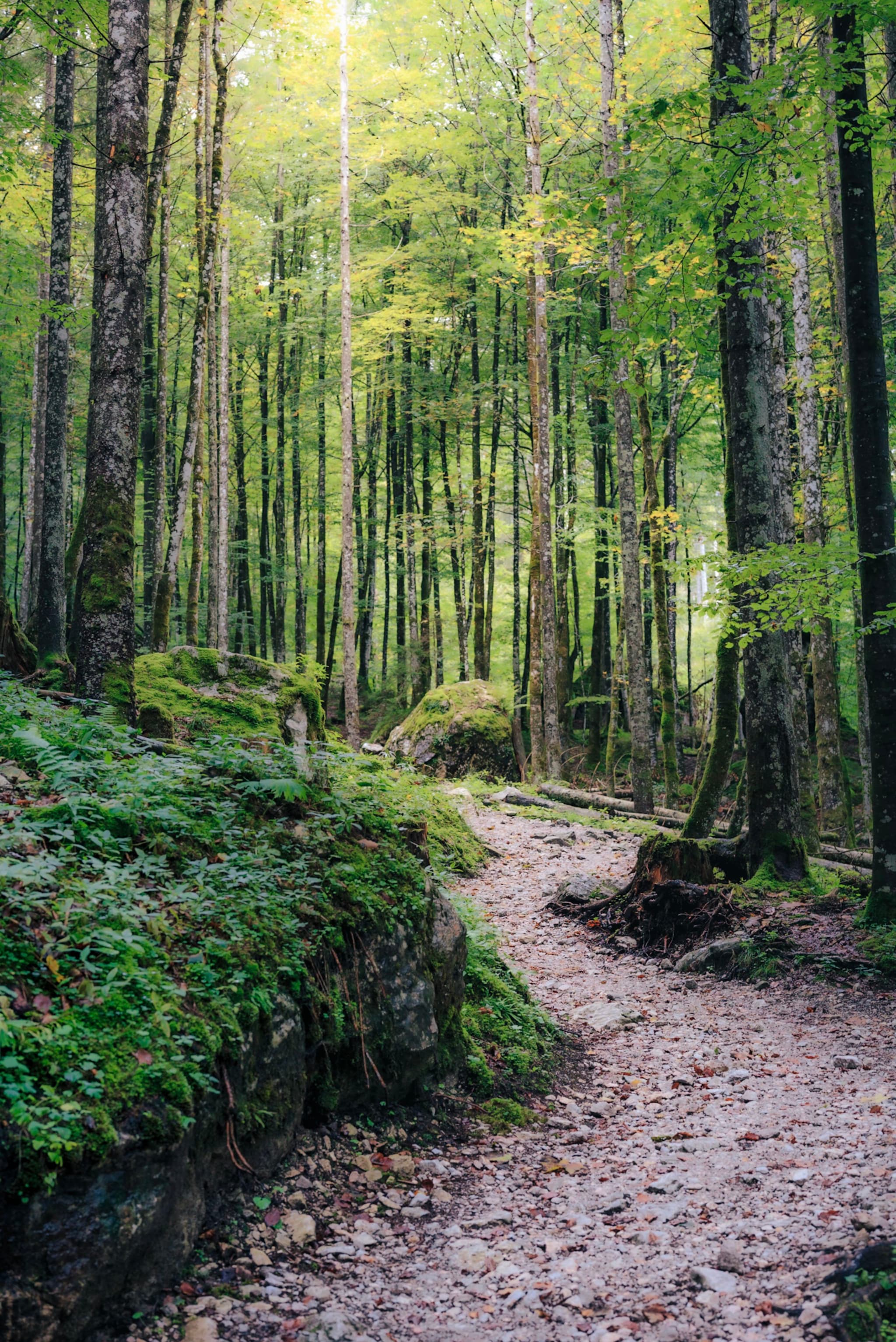 A forest path winds through tall trees with lush green foliage, surrounded by moss-covered rocks and a serene, natural atmosphere