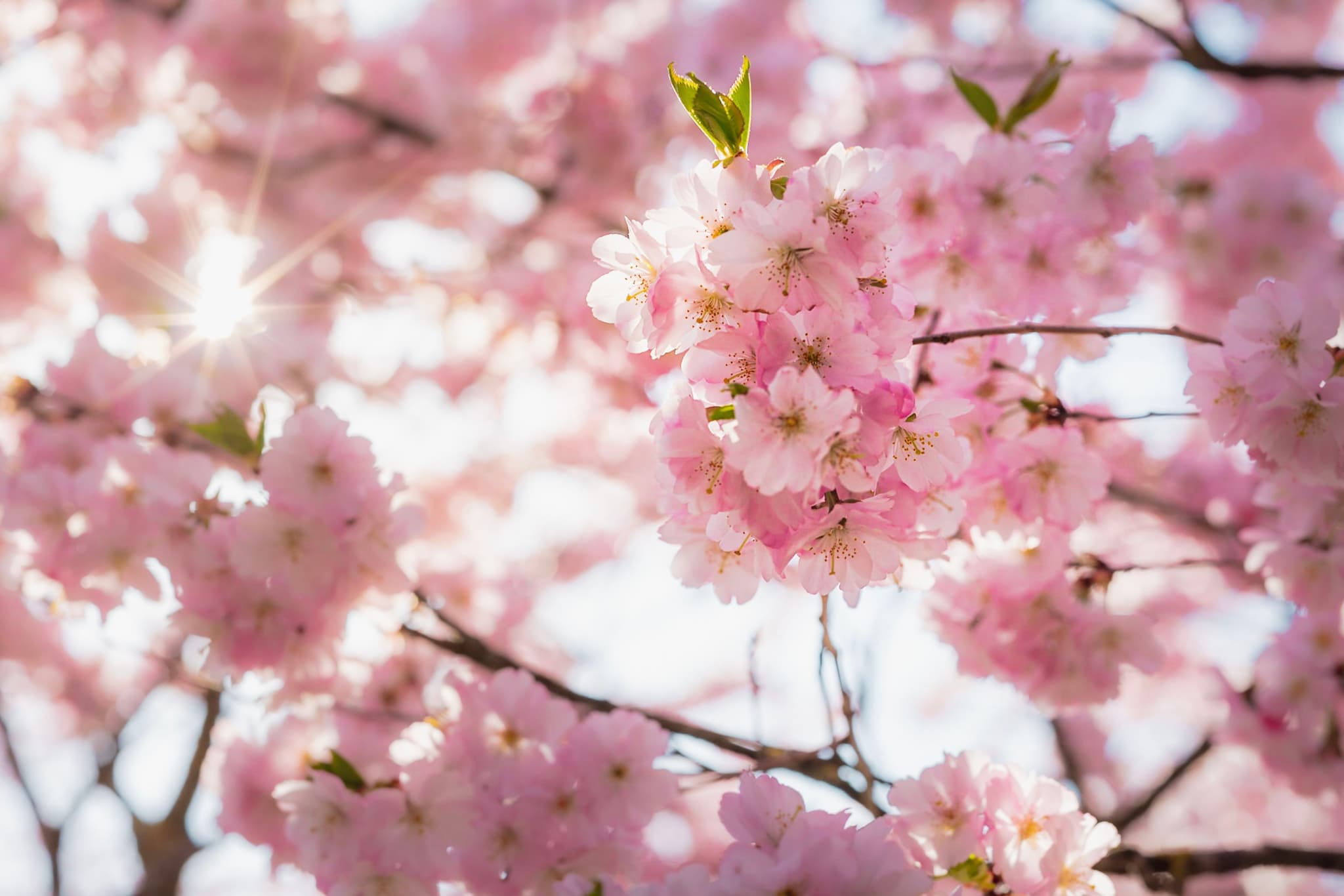 sunlit cherry blossoms in full bloom on tree branches with soft pastel background bokeh
