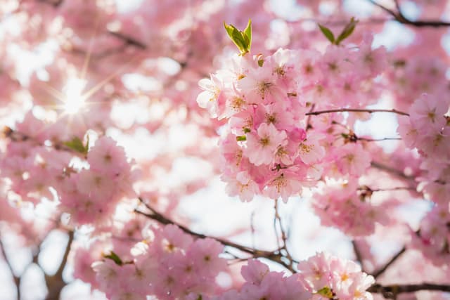 sunlit cherry blossoms in full bloom on tree branches with soft pastel background bokeh