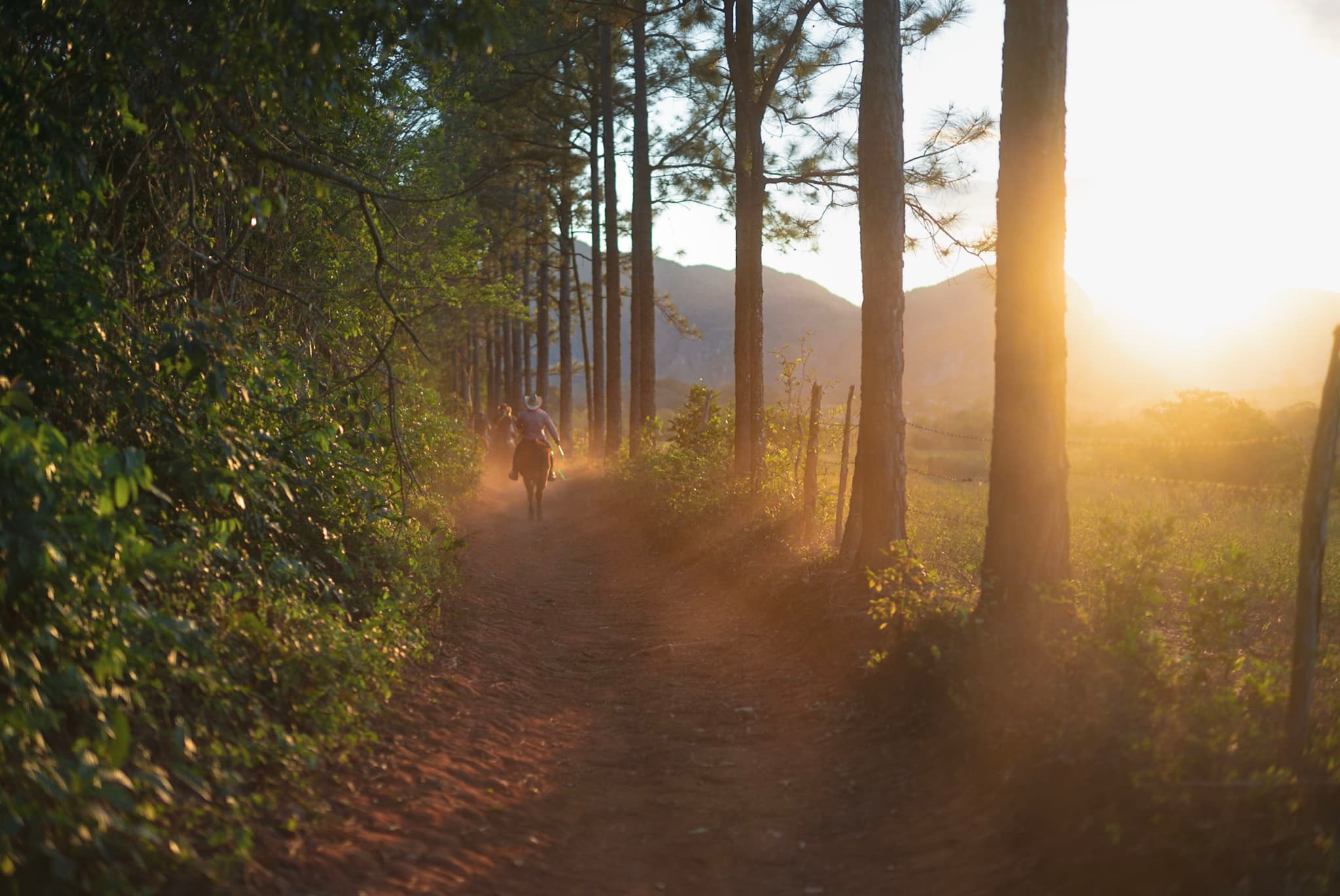 Dusty trail winding through tall trees at sunrise with warm light streaming over distant hills