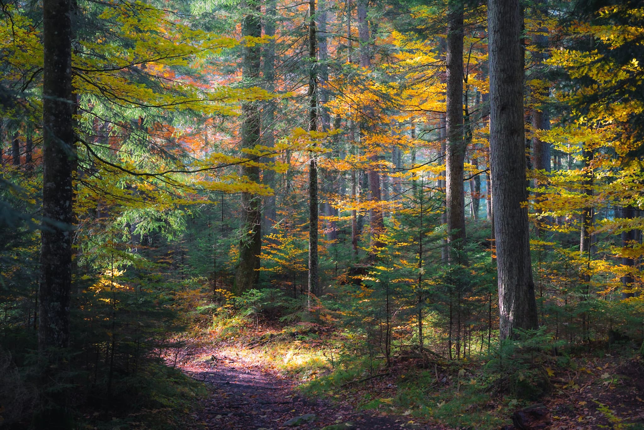 Narrow dirt path winding through tall trees and colorful autumn foliage in a quiet forest