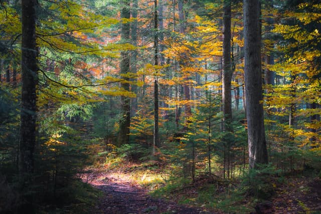 Narrow dirt path winding through tall trees and colorful autumn foliage in a quiet forest