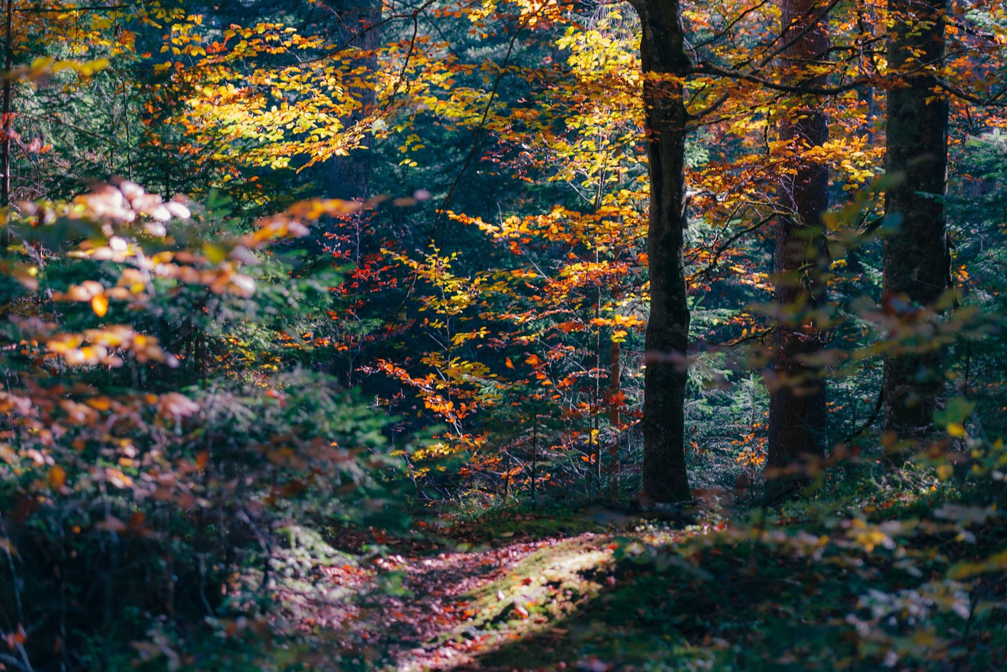 Sunlit path winding through a dense forest with colorful autumn foliage on the trees and ground