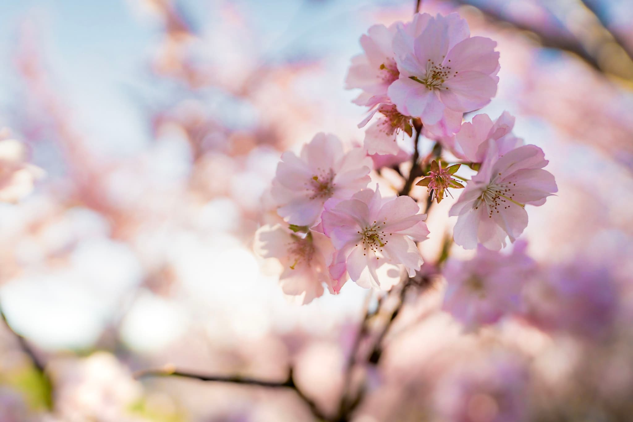 delicate pink cherry blossoms in full bloom on tree branches against a soft blue sky background