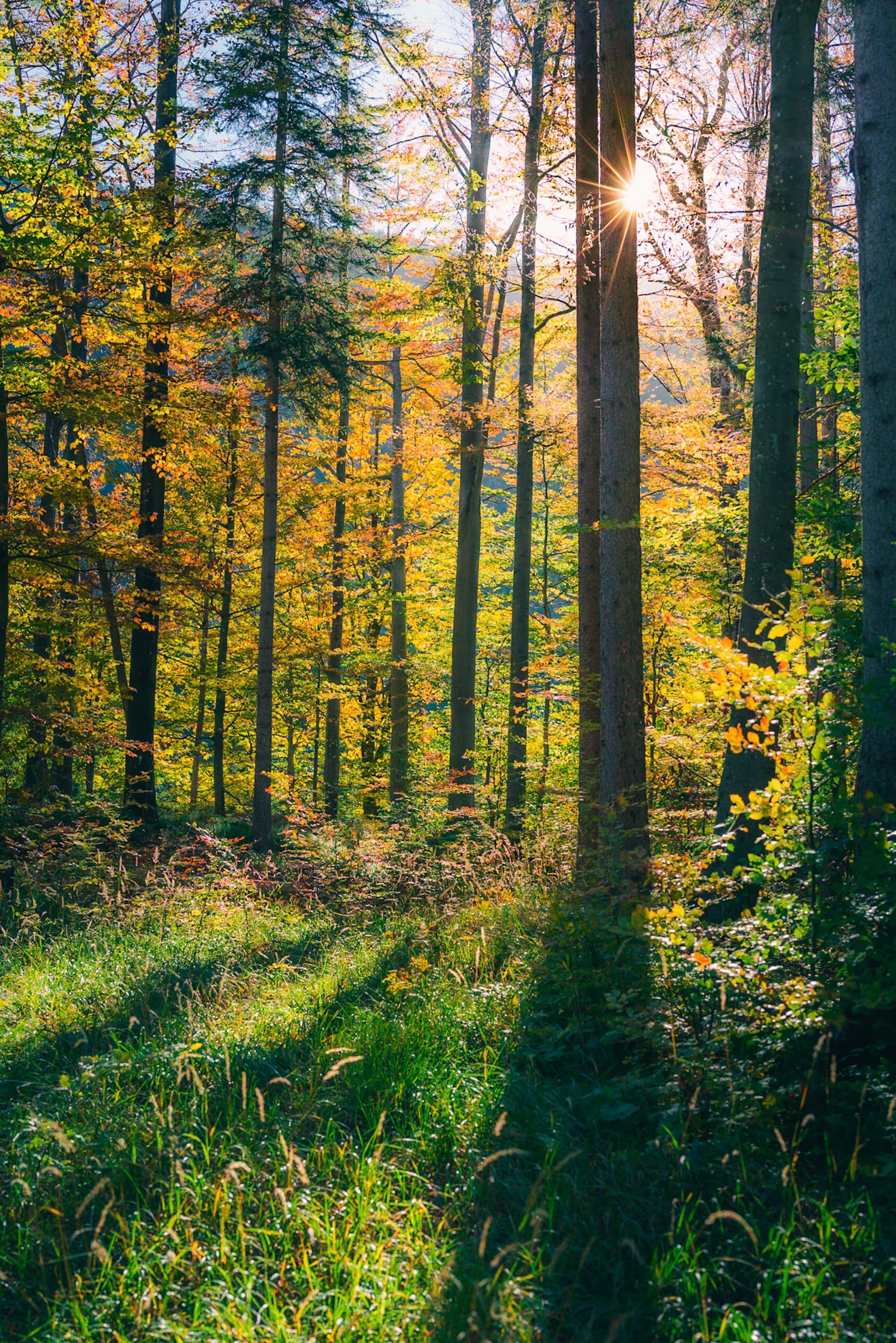 Sunlight streaming through tall trees onto a grassy forest floor in early autumn