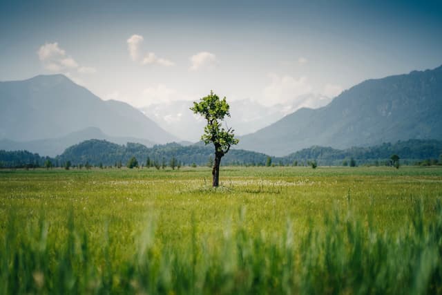 Lone tree standing in a green field with hazy blue mountains in the background under a soft cloudy sky