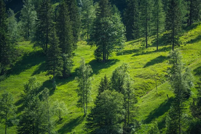 Sunlit green hillside dotted with tall evergreen trees casting long shadows