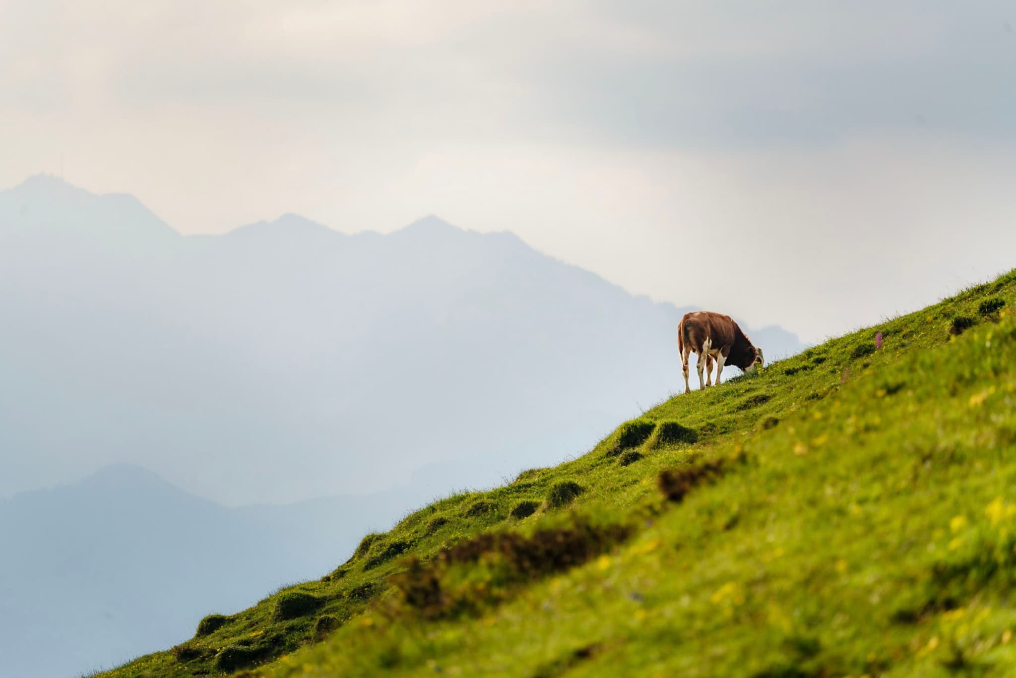 Single sheep grazing on a steep green hillside with hazy mountain ranges in the background