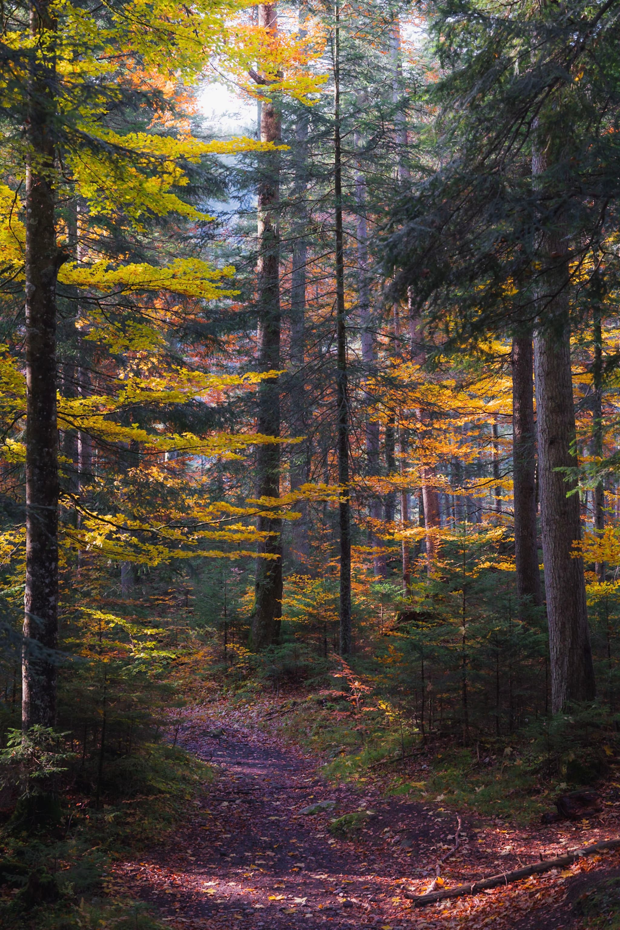 narrow dirt trail winding through tall trees with colorful autumn leaves and soft light filtering into the forest