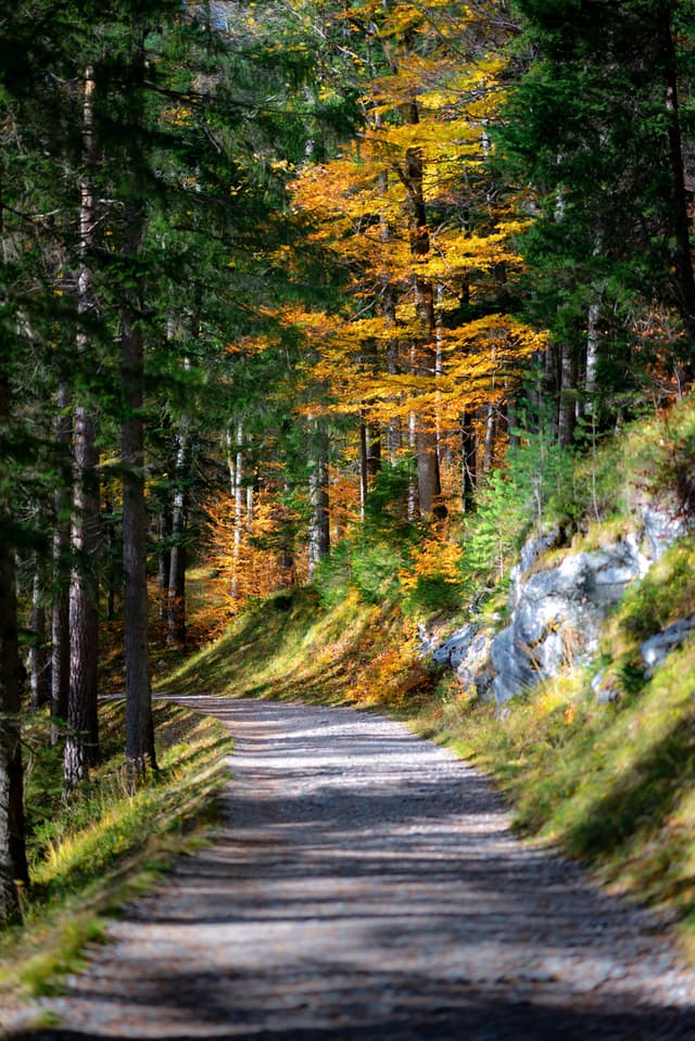 Winding dirt trail curving through a dense forest with sunlit autumn foliage and rocky embankment