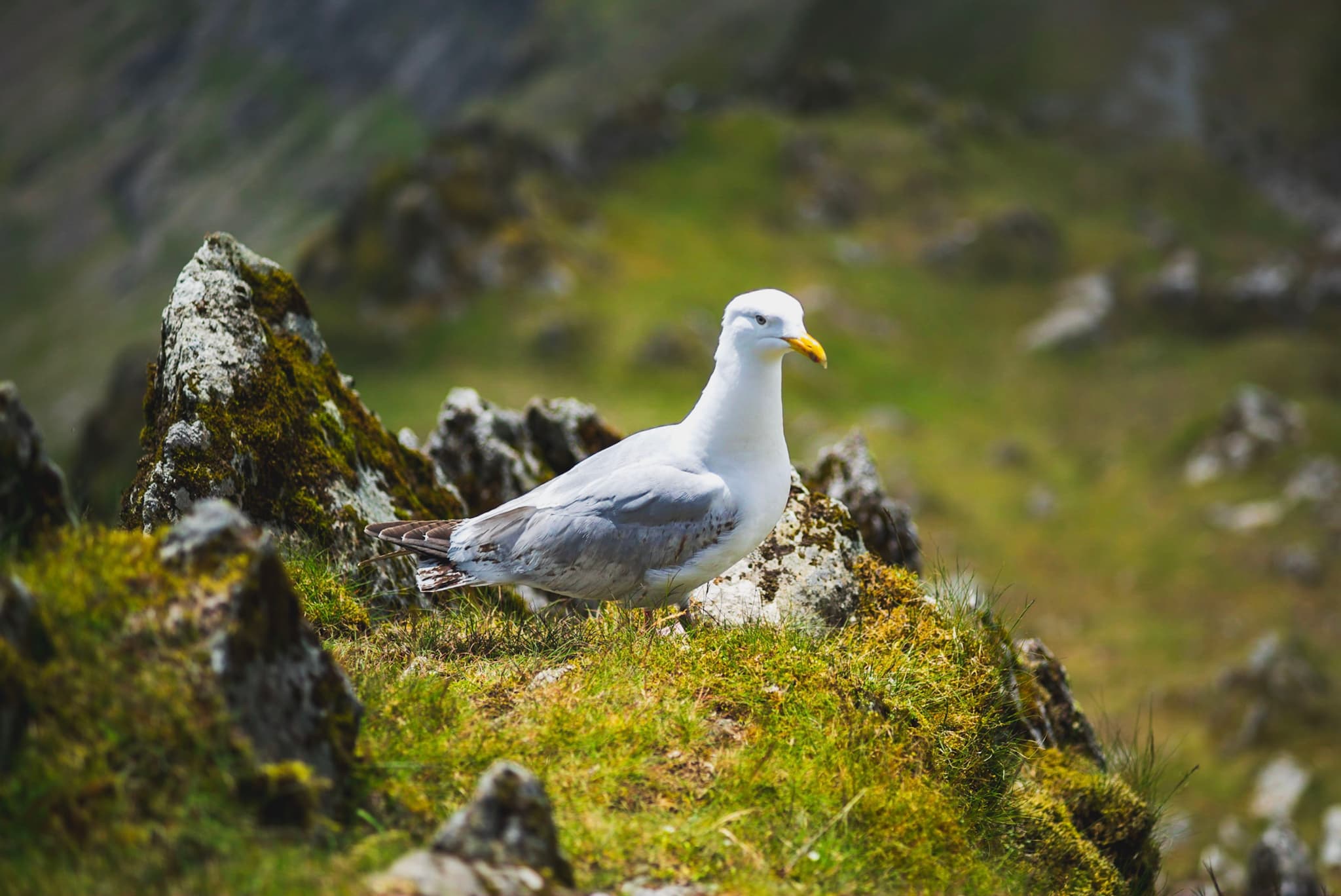 A seagull perched on a mossy, rocky terrain with a blurred, natural background