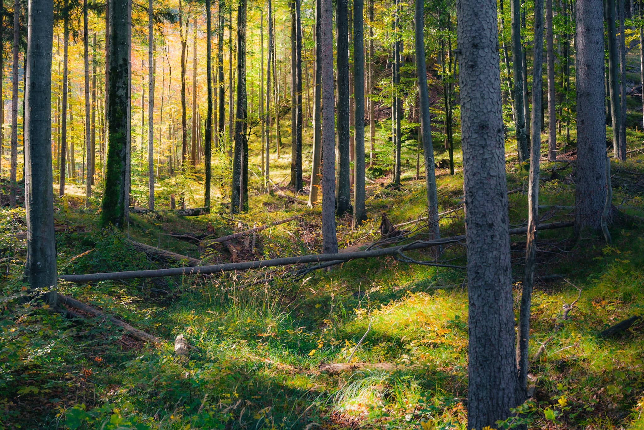 Tall, slender trees in a sunlit forest with green moss and undergrowth covering the forest floor and fallen branches scattered between the trunks