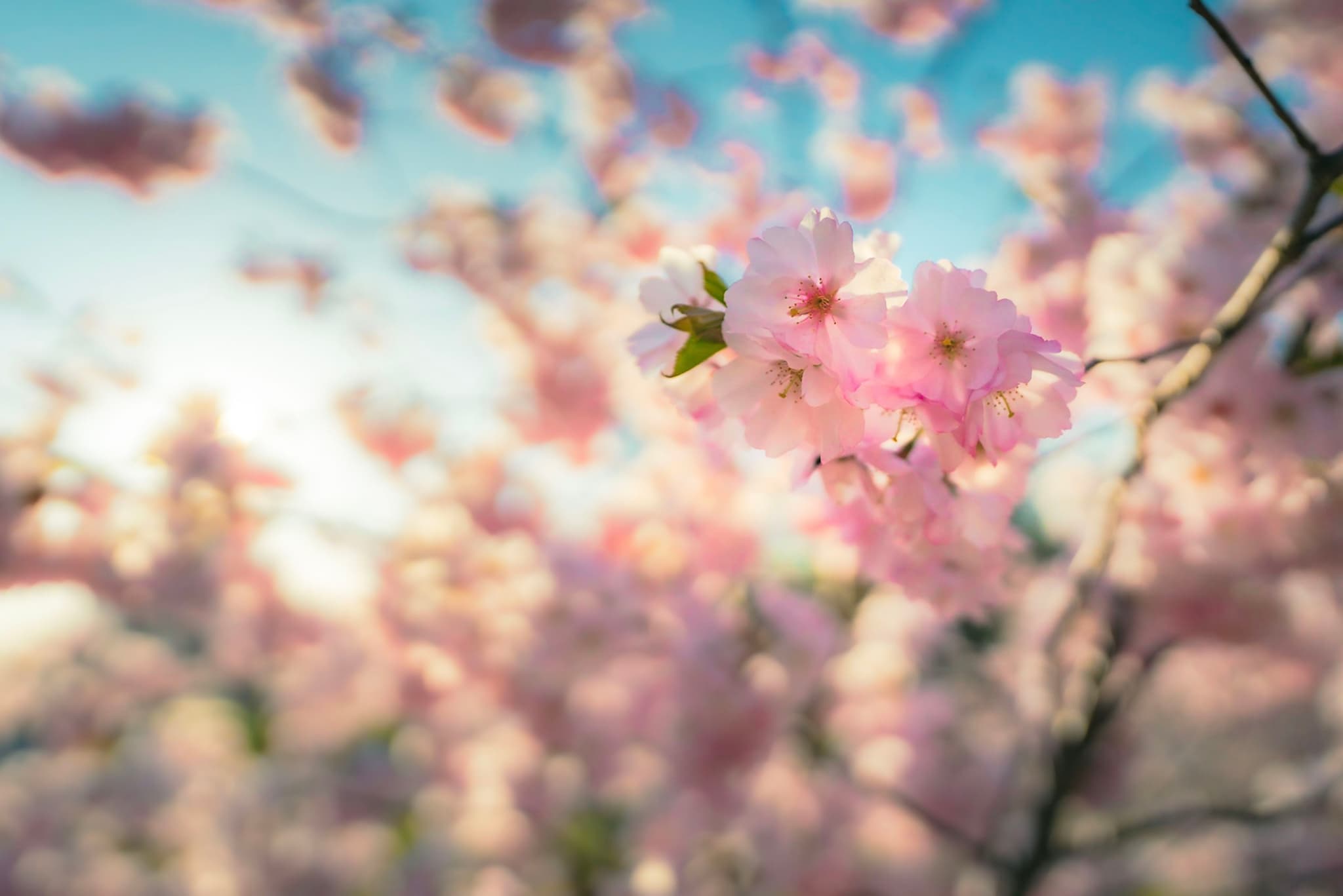 delicate pink cherry blossoms in full bloom on tree branches against a bright blue spring sky