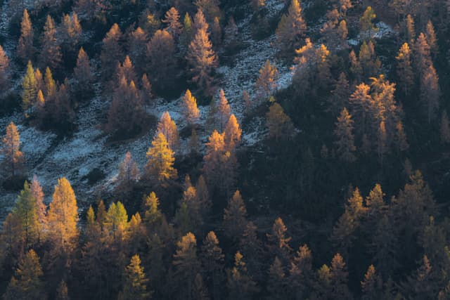Sunlit autumn trees scattered across a shadowed mountainside