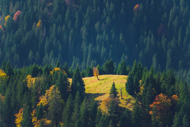 Sunlit grassy clearing with a single tree surrounded by dense forested hills in early autumn colors