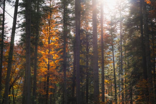 Sunlight filtering through tall forest trees with autumn leaves glowing in warm tones